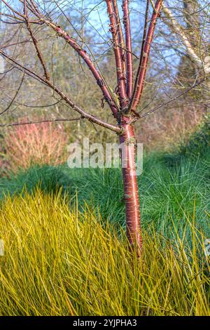 Mahagoni-Kirsche, Prunus serrula, Neuseeland-Iris, Libertia peregrinans, Mahagoni-Kirsche, Prunus serrula, Neuseeland Iris, Libertia Peregrinans, Neu Stockfoto