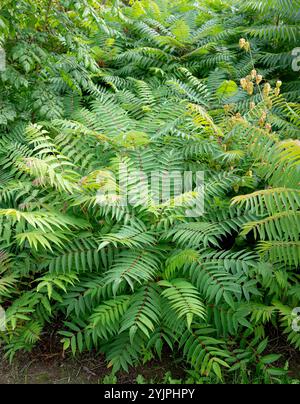 Essigbaum, Rhus typhina, Sumac, Rhus typhina, Essigbaum Stockfoto