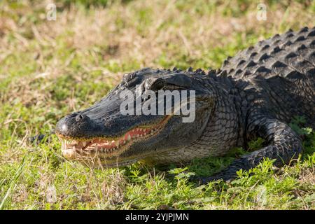 American Alligator im Brazos Bend State Park, Texas Stockfoto