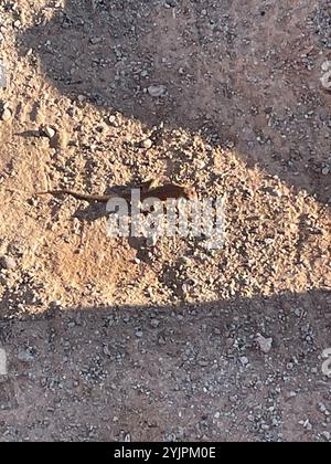 Plateau, seitlich gefleckte Echse (Uta stansburiana uniformis) Stockfoto