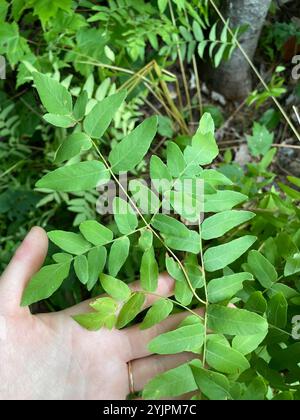 American Royal Fern (Osmunda spectabilis) Stockfoto