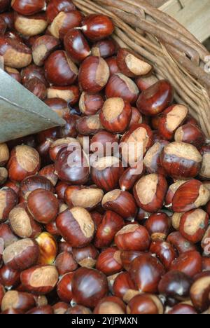 ESS-Kastanie, Castanea sativa, ESS-Kastanie, Castanea sativa, süße Kastanie Stockfoto