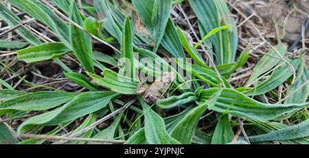 Gemeiner Ostfrosch (Crinia signifera) Stockfoto