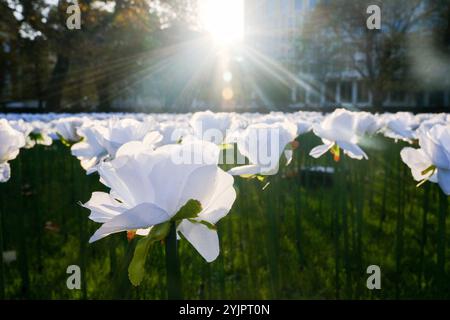 Grosvenor Square, London, Großbritannien. November 2024. Der Ever After Garden am Grosvenor Square mit 30.000 beleuchteten weißen Rosen, die der Royal Marsden Cancer Charity gewidmet sind. Quelle: Matthew Chattle/Alamy Live News Stockfoto