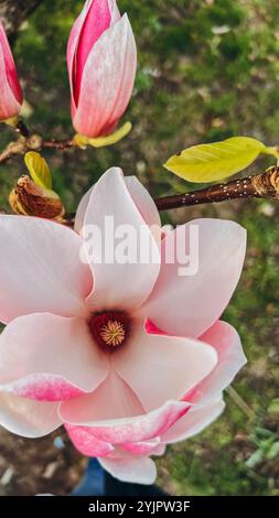 Sulange Magnolie Schwarze Tulpe Nahaufnahme auf einem Baumzweig. Hochwertige Fotos Stockfoto