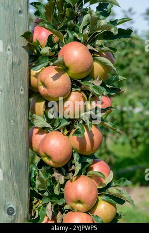 Saeulen-Apfel, Malus domestica Jucunda, Säulenapfel, Malus domestica Jucunda Stockfoto