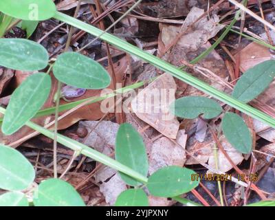 Rot gefütterte Panopoda Motte (Panopoda rufimargo) Stockfoto