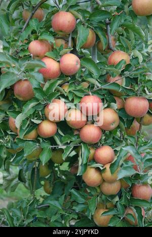 Apfel, Malus domestica Rubinstar, Apfel, Malus domestica Rubinstar Stockfoto