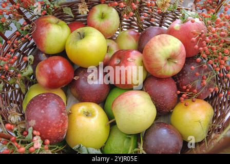 Ernte, Apfel, Malus domestica, Vielbluetige Rose, Rosa multiflora, Ernte, Apfel, Malus domestica, Multiflora Rose, Rosa multiflora, Apfel Stockfoto