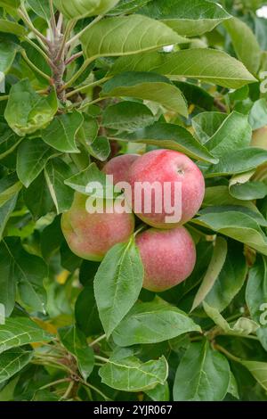 Saeulen-Apfel, Malus domestica CAMPANILO SECUNDO, Säulenapfel, Malus domestica CAMPANILO SECUNDO Stockfoto