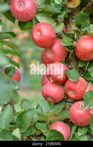 Saeulen-Apfel, Malus domestica CAMPANILO PRIMO, Säulenapfel, Malus domestica CAMPANILO PRIMO Stockfoto