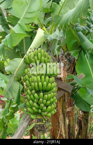 Banane Musa acuminata Zwerg Cavendishii, Banana Musa acuminata Zwerg Cavendishii Stockfoto