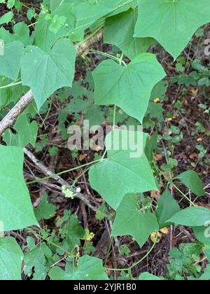 Einsamengurke (Sicyos angulatus) Stockfoto