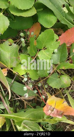 Kriechende Mahonie (Berberis repens) Stockfoto