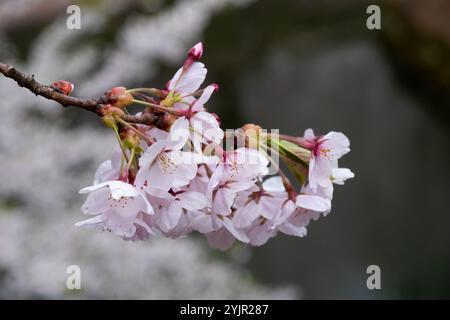 Schöne Kirschblüte in Japan Stockfoto