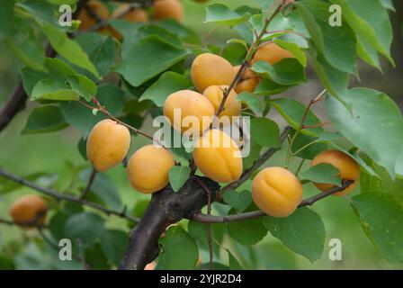 Aprikosen Prunus armeniaca Goldrich, Aprikose Prunus armeniaca Gold Rich, Aprikosen Prunus armeniaca Goldrich Stockfoto