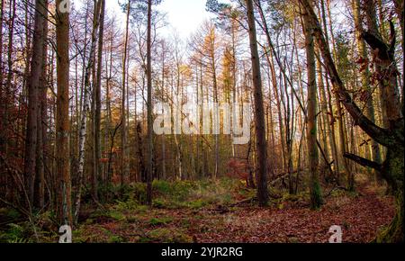 Dundee, Tayside, Schottland, Großbritannien. November 2024. Wetter in Großbritannien: Helles und stürmisches Herbstwetter verstärkt die natürliche Pracht und spektakuläre jahreszeitliche Farben im Dundee Templeton Woods in Schottland. Quelle: Dundee Photographics/Alamy Live News Stockfoto