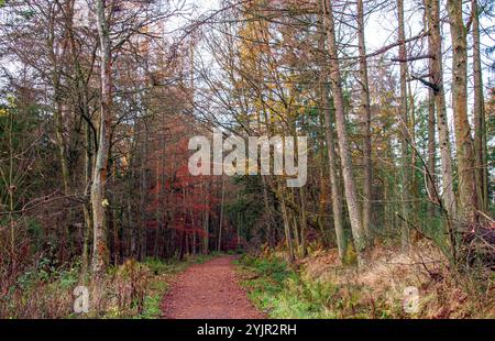 Dundee, Tayside, Schottland, Großbritannien. November 2024. Wetter in Großbritannien: Helles und stürmisches Herbstwetter verstärkt die natürliche Pracht und spektakuläre jahreszeitliche Farben im Dundee Templeton Woods in Schottland. Quelle: Dundee Photographics/Alamy Live News Stockfoto