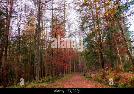 Dundee, Tayside, Schottland, Großbritannien. November 2024. Wetter in Großbritannien: Helles und stürmisches Herbstwetter verstärkt die natürliche Pracht und spektakuläre jahreszeitliche Farben im Dundee Templeton Woods in Schottland. Quelle: Dundee Photographics/Alamy Live News Stockfoto