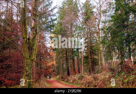 Dundee, Tayside, Schottland, Großbritannien. November 2024. Wetter in Großbritannien: Helles und stürmisches Herbstwetter verstärkt die natürliche Pracht und spektakuläre jahreszeitliche Farben im Dundee Templeton Woods in Schottland. Quelle: Dundee Photographics/Alamy Live News Stockfoto