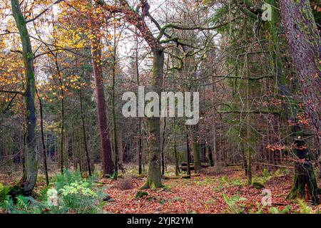 Dundee, Tayside, Schottland, Großbritannien. November 2024. Wetter in Großbritannien: Helles und stürmisches Herbstwetter verstärkt die natürliche Pracht und spektakuläre jahreszeitliche Farben im Dundee Templeton Woods in Schottland. Quelle: Dundee Photographics/Alamy Live News Stockfoto