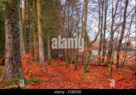 Dundee, Tayside, Schottland, Großbritannien. November 2024. Wetter in Großbritannien: Helles und stürmisches Herbstwetter verstärkt die natürliche Pracht und spektakuläre jahreszeitliche Farben im Dundee Templeton Woods in Schottland. Quelle: Dundee Photographics/Alamy Live News Stockfoto