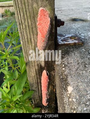 Insel Apfelschnecke (Pomacea maculata) Stockfoto