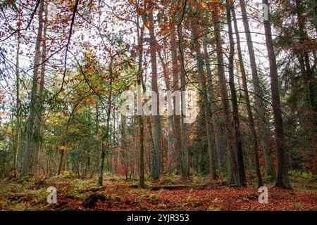 Dundee, Tayside, Schottland, Großbritannien. November 2024. Wetter in Großbritannien: Helles und stürmisches Herbstwetter verstärkt die natürliche Pracht und spektakuläre jahreszeitliche Farben im Dundee Templeton Woods in Schottland. Quelle: Dundee Photographics/Alamy Live News Stockfoto