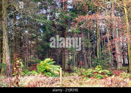 Dundee, Tayside, Schottland, Großbritannien. November 2024. Wetter in Großbritannien: Helles und stürmisches Herbstwetter verstärkt die natürliche Pracht und spektakuläre jahreszeitliche Farben im Dundee Templeton Woods in Schottland. Quelle: Dundee Photographics/Alamy Live News Stockfoto