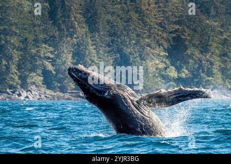 ⁠ wackelt Kalbbruch im Blackfish Sound, First Nations Territory, Traditional Territories of the Kwakwaka'wakw People, British Columbia, Kanada Stockfoto
