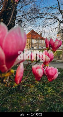 Sulange Magnolie Schwarze Tulpe Nahaufnahme auf einem Baumzweig Stockfoto