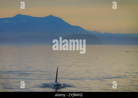 Nördlicher Orca-Wal (Killerwal, Orcius Orca) bei einem nebeligen Sonnenuntergang entlang des Broughton Archipels mit Stubbs Island und Vancouver Island Stockfoto