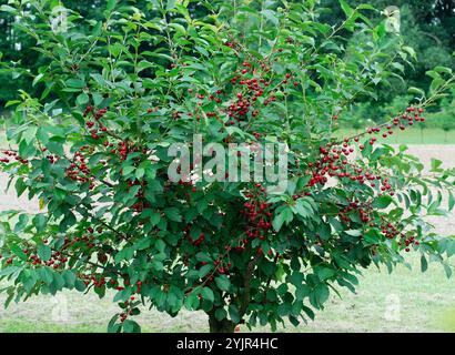 Prunus cerasus Rubellit, Prunus cerasus Rubellit, Prunus cerasus rubellite Stockfoto