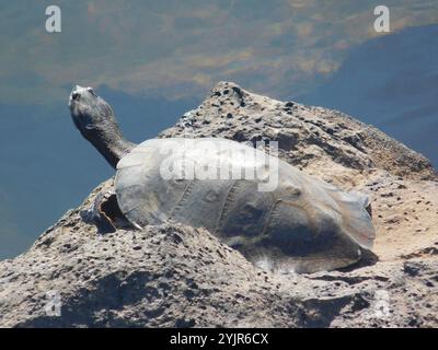 Williams' südamerikanische Seitenhals-Schildkröte (Phrynops williamsi) Stockfoto