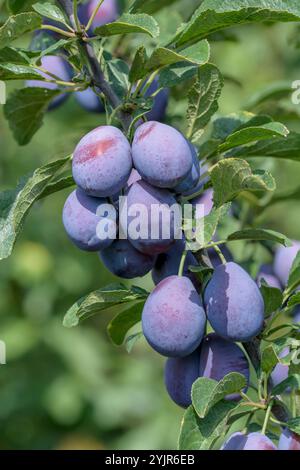 Zwetschge, Zwetsche Prunus domestica Topper, Prune Prunus domestica Topper, Pflaume Prunus domestica Topper Stockfoto