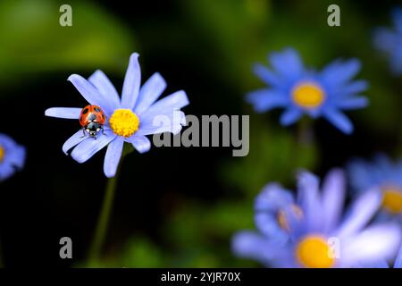 Lila Gänseblümchen mit Marienkäfer auf Blume Stockfoto