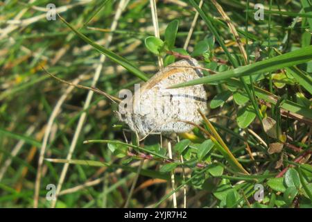 Ringlet aus Messing (Erebia cassioides) Stockfoto