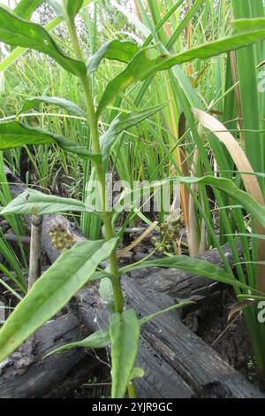 Getuftet Loosestrife (Lysimachia thyrsiflora) Stockfoto