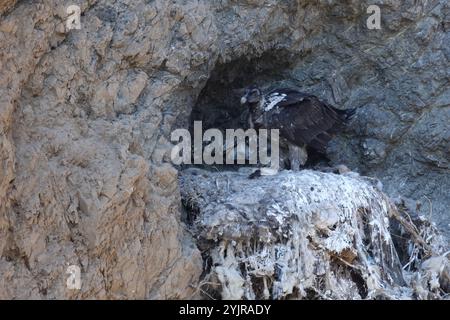 Junger Bartgeier, genannt Lammergeier, thront in seiner Luft Stockfoto