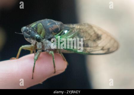 Sümpfe Cicada (Neotibicen tibicen tibicen) Stockfoto