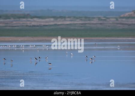 Eine Gruppe schwarzgeflügelter Stelzen im stillen Wasser eines mongolischen Steppensees Stockfoto