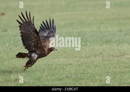 Ein erwachsener Steppenadler beginnt am Boden der mongolischen Steppe Stockfoto