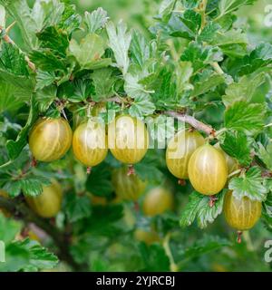 Ribes uva-Crispa Gelbe Triumph Beere, Ribes uva-Crispa Yellow Triumph Berry Stockfoto