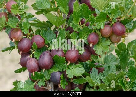 Stachelbeere Ribes uva-crispa HinnonMaeKI ROT, Stachelbeere Ribes uva-crispa HinnonMaeKI ROT Stockfoto