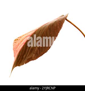 Buntes Blatt von Acalypha wilkesiana, Kupferblattpflanze Stockfoto