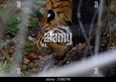 Tiger (Panthera tigris), Wildtiere bhopal, Indien Stockfoto