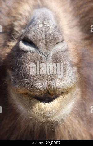 Frontales Nahporträt eines mongolischen Kamels Stockfoto