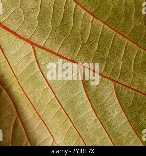 Buntes Blatt von Acalypha wilkesiana, Kupferblattpflanze Stockfoto