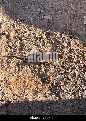 Plateau, seitlich gefleckte Echse (Uta stansburiana uniformis) Stockfoto