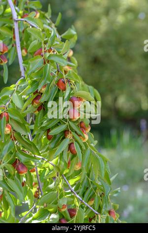 Chinesisches Dattel Ziziphus jujujuba lang, chinesisches Dattel Watkins jujube lang, chinesisches Dattel Ziziphus jujujuba lang Stockfoto